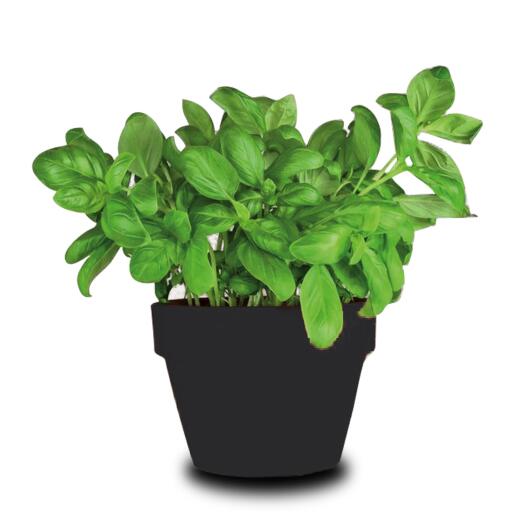 Basilico vaso diametro 14cm