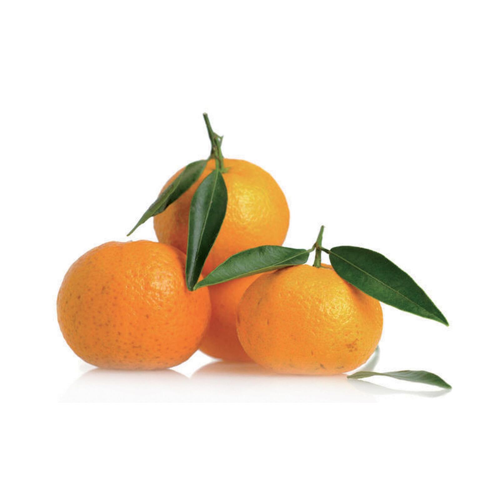 Clementine Foglia
