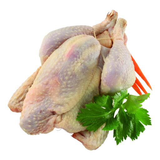 Gallina a busto