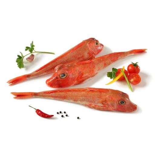 Gallinelle fresche pescato pezzatura 100/200g