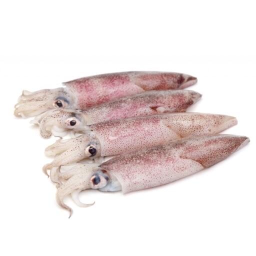 Calamari freschi pescati