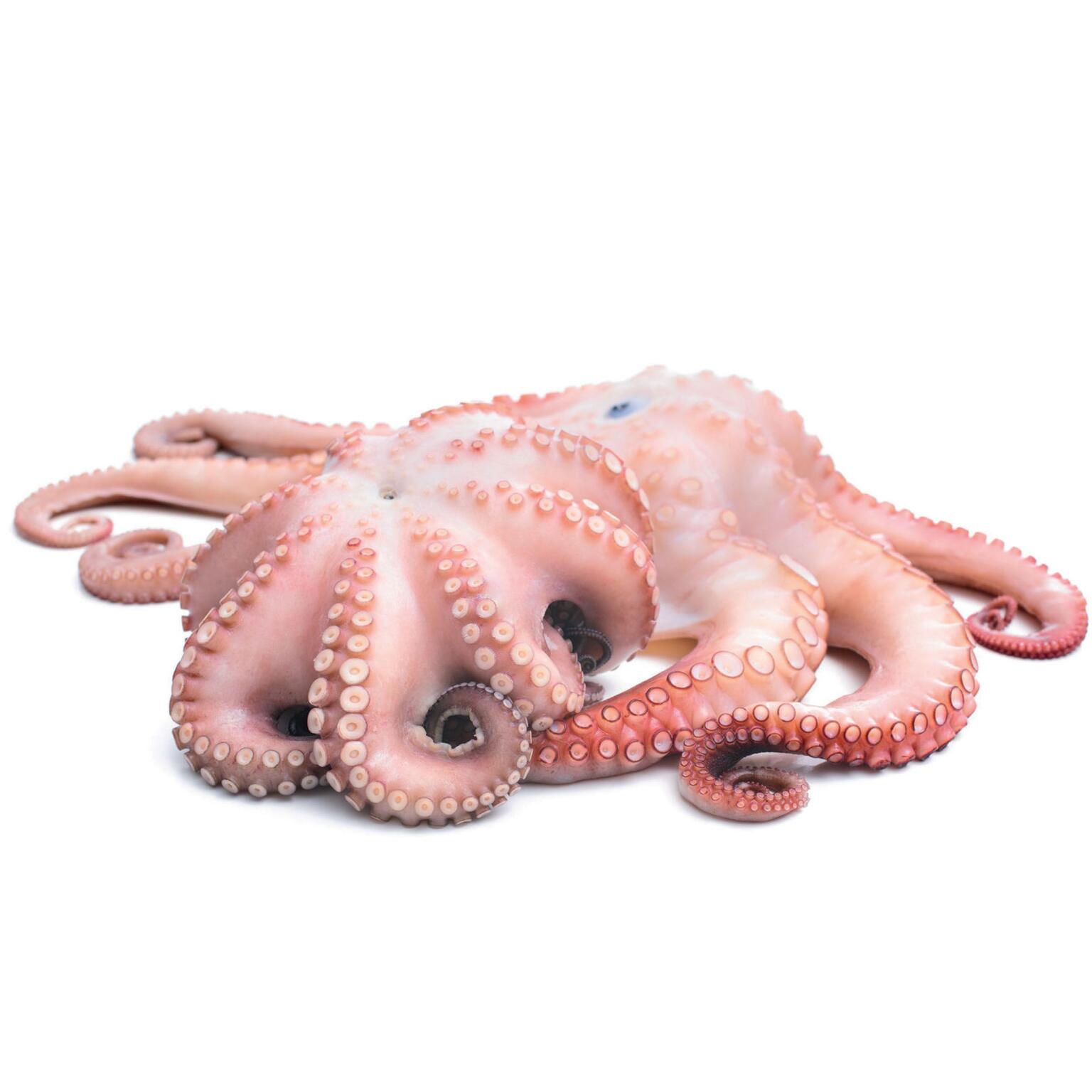 Polpo congelato provenienza Messico