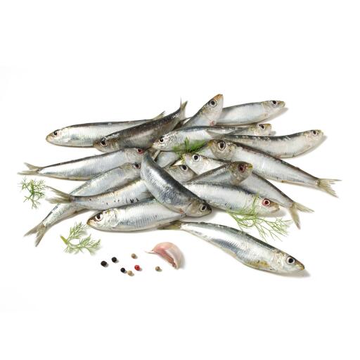 Sardine volanti fresche