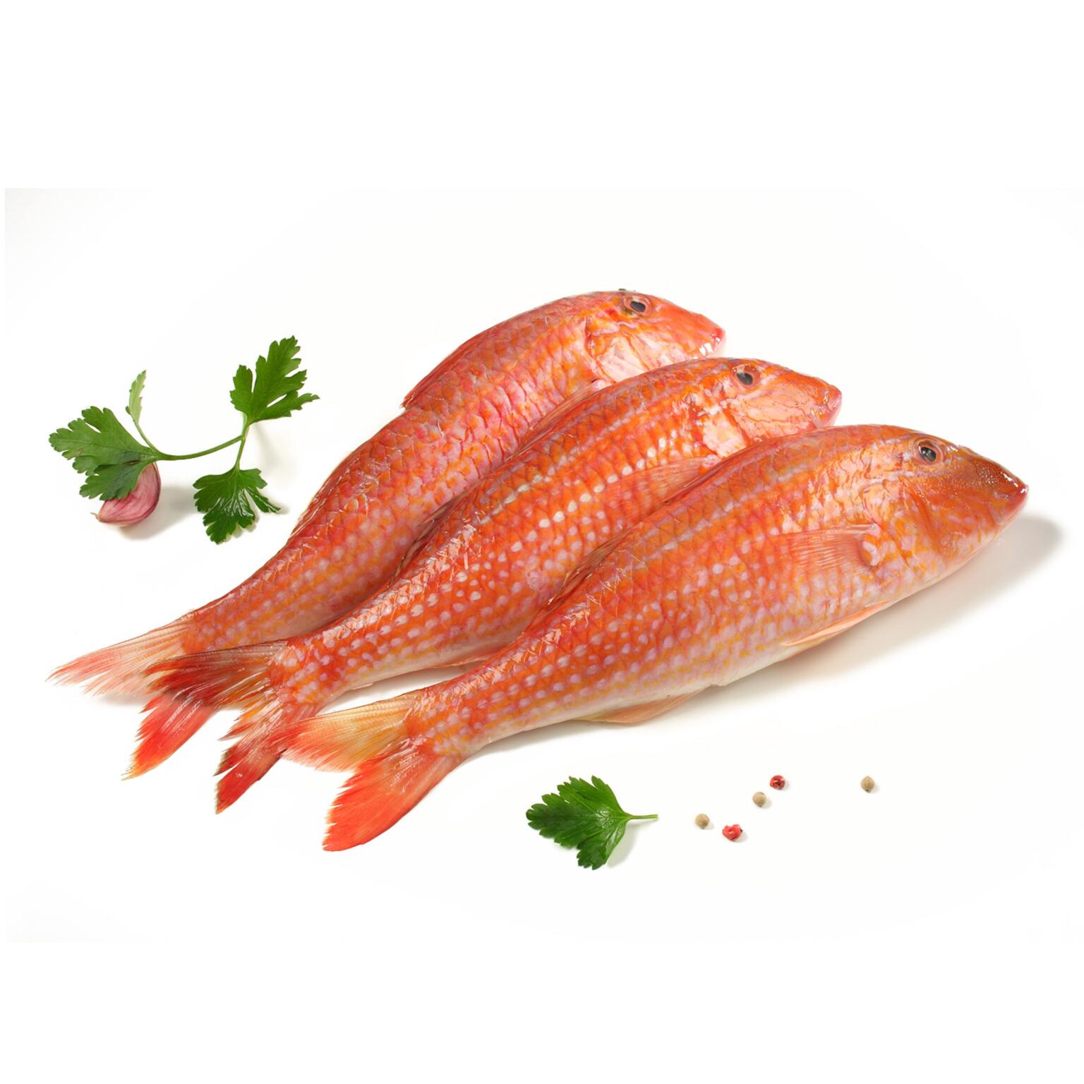 Triglia scoglio 100/200