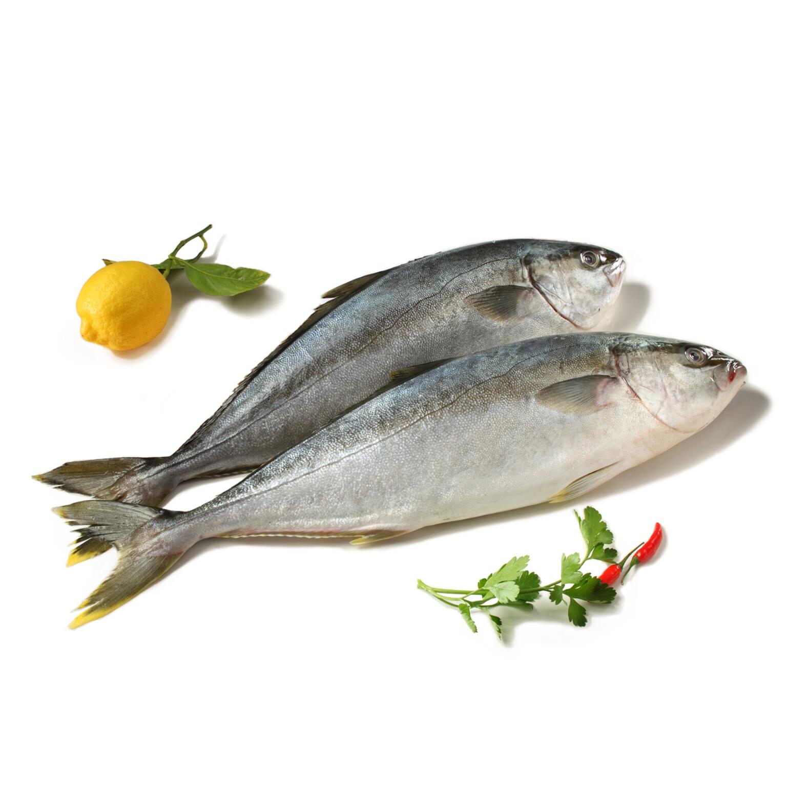 Ricciola 800/1500 fresca