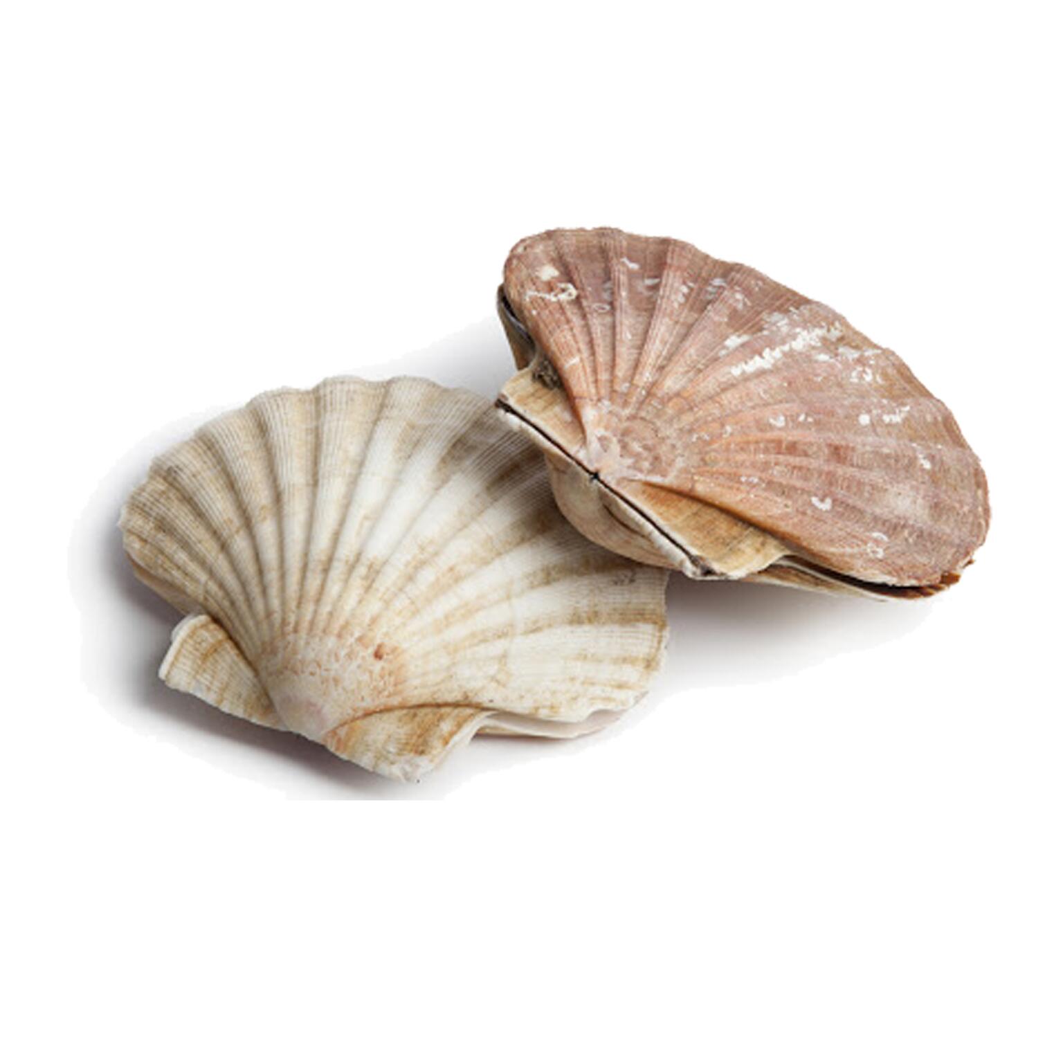 Cappesante mezzo guscio congelate