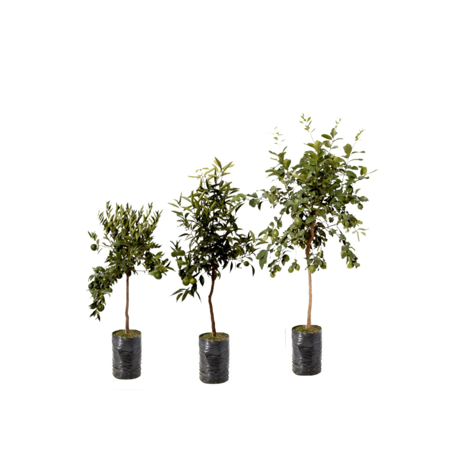 Piante di agrumi in fitocella miste