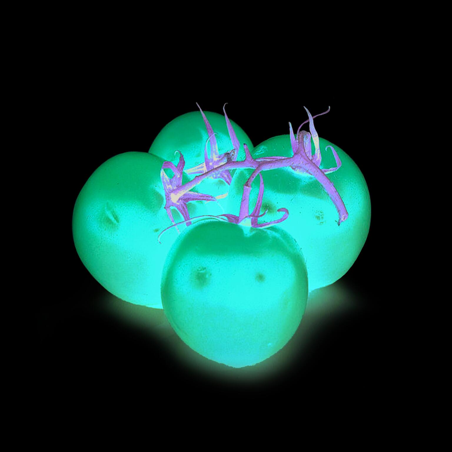 Pomodoro ramato
