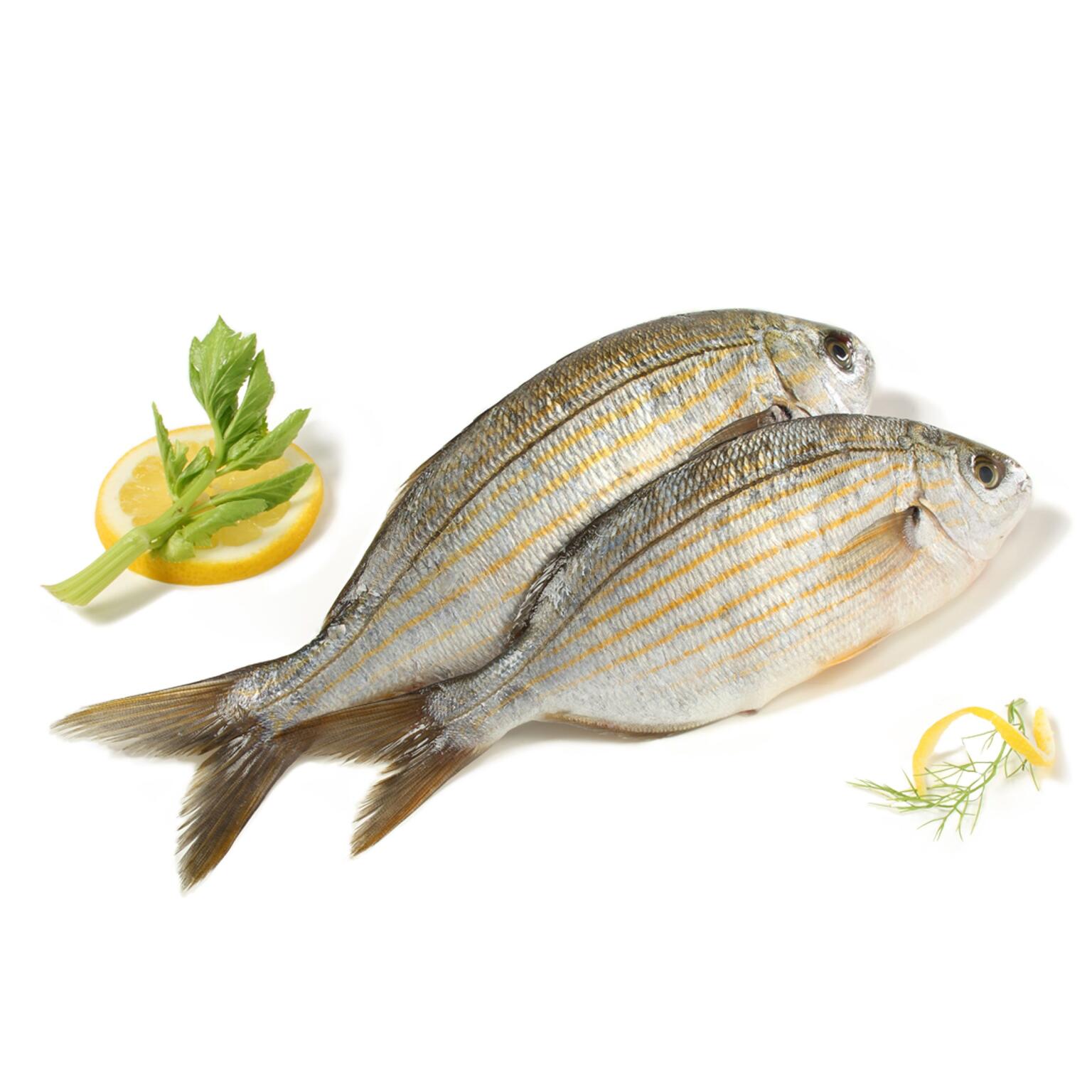 Salpe fresche pescato