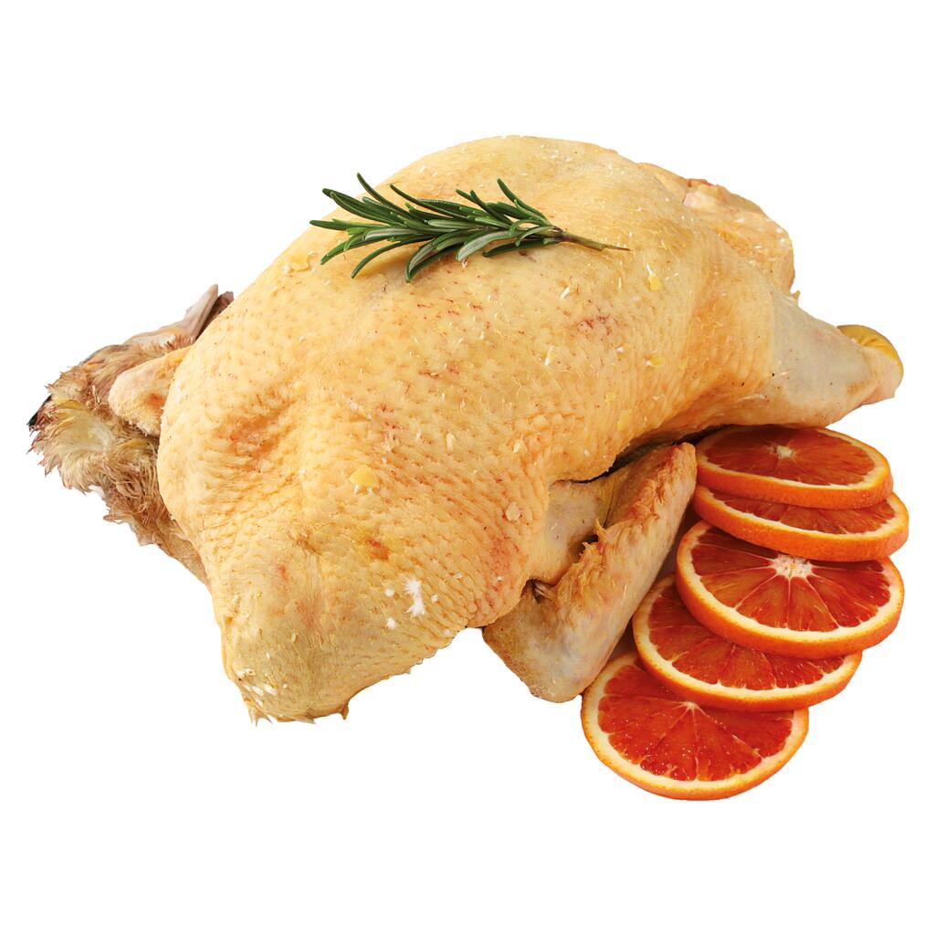 Anatra Testa e zampe