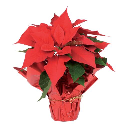 Stella di Natale vaso diametro 14cm