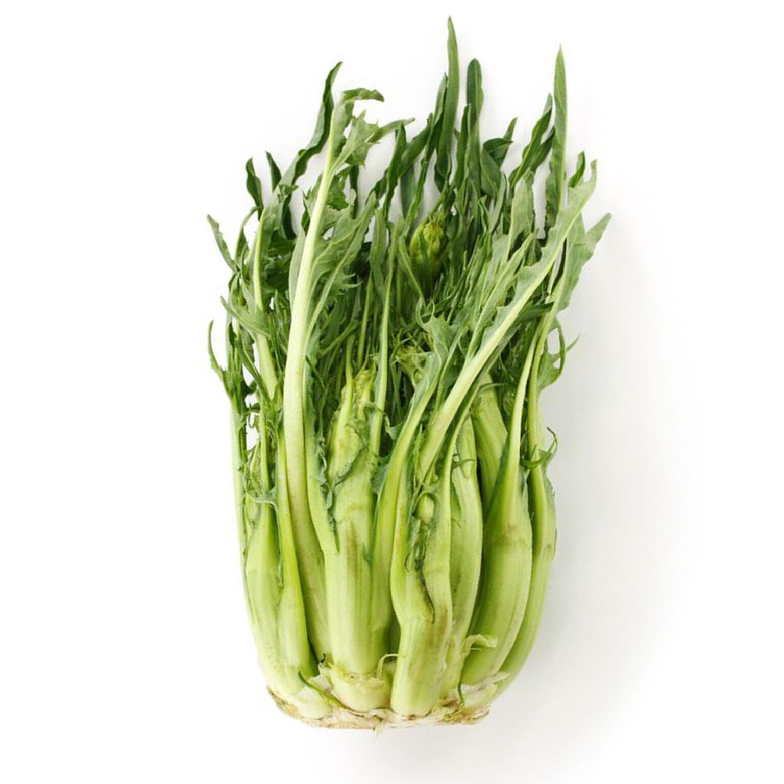 Catalogna Spigata (puntarelle)