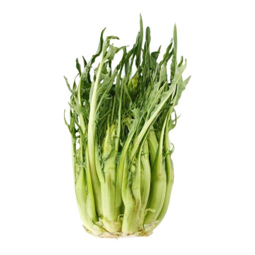 Catalogna spigata a cassa