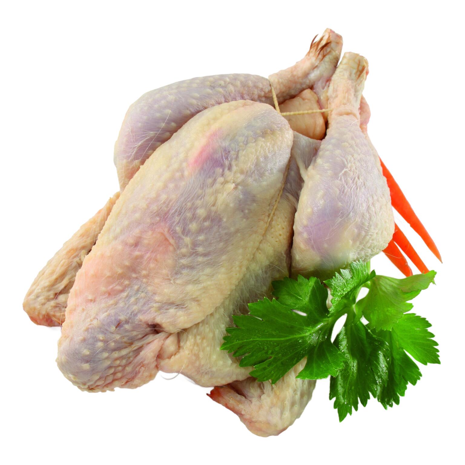 Gallina a busto