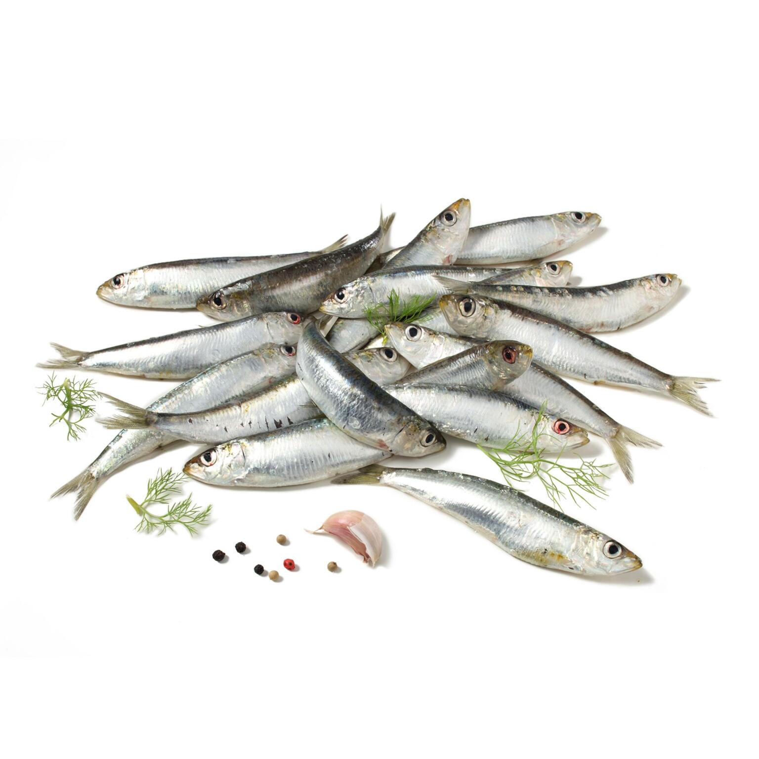 Sardine volanti fresche