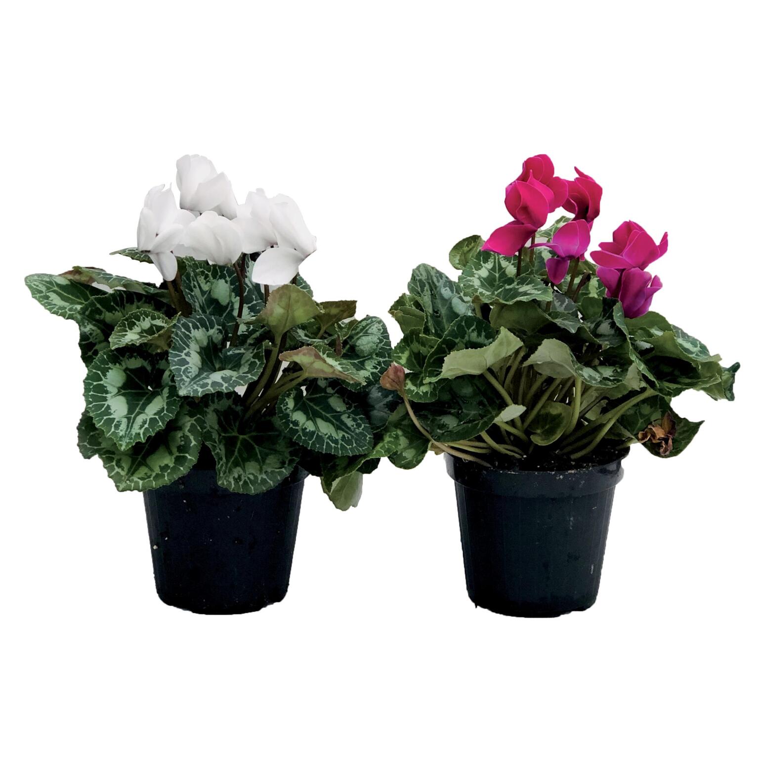 Ciclamino vaso diametro 14cm, colori assortiti