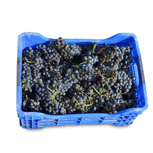 Uva nera cassa