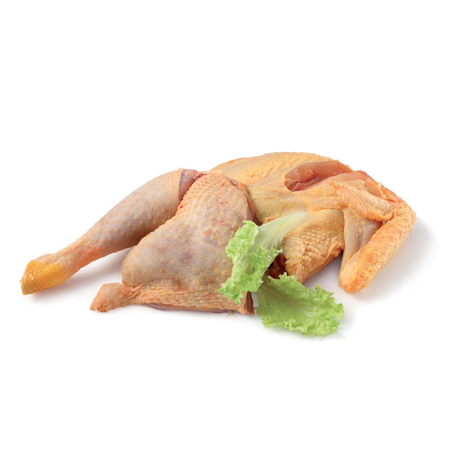 Gallina Busto in parti conf.