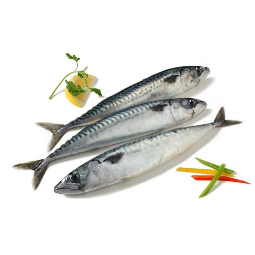 Sgombri freschi pescati