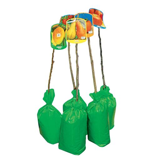 Piante da frutto 1 anno pack