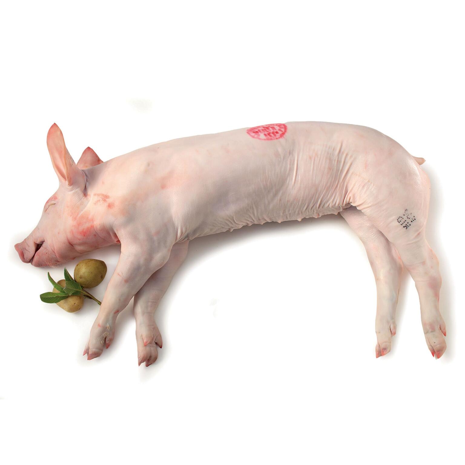 Maialino Intero sottovuoto da 5/6kg circa