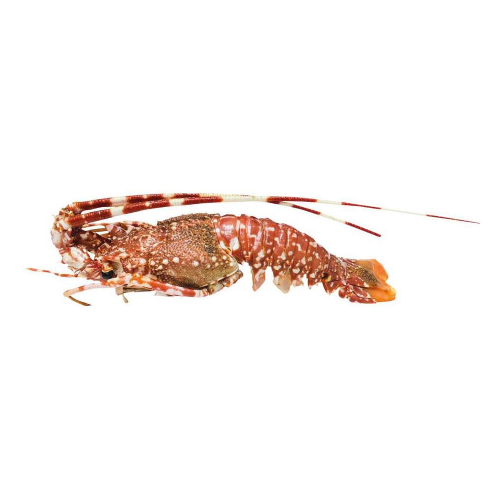 Aragosta australe cruda 346/400 congelata