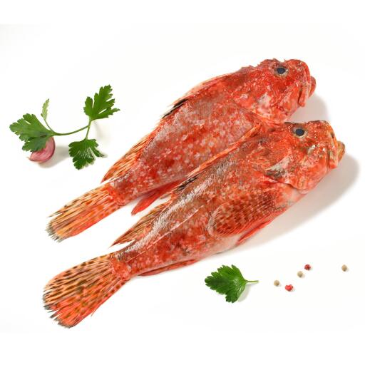 Scorfano fresco pescato