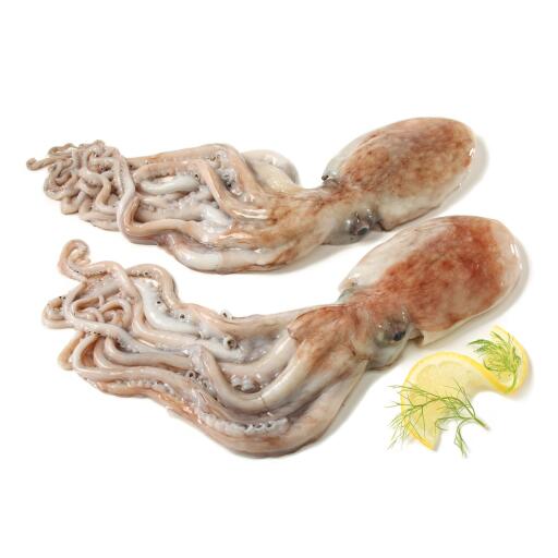 Moscardino fresco pescato