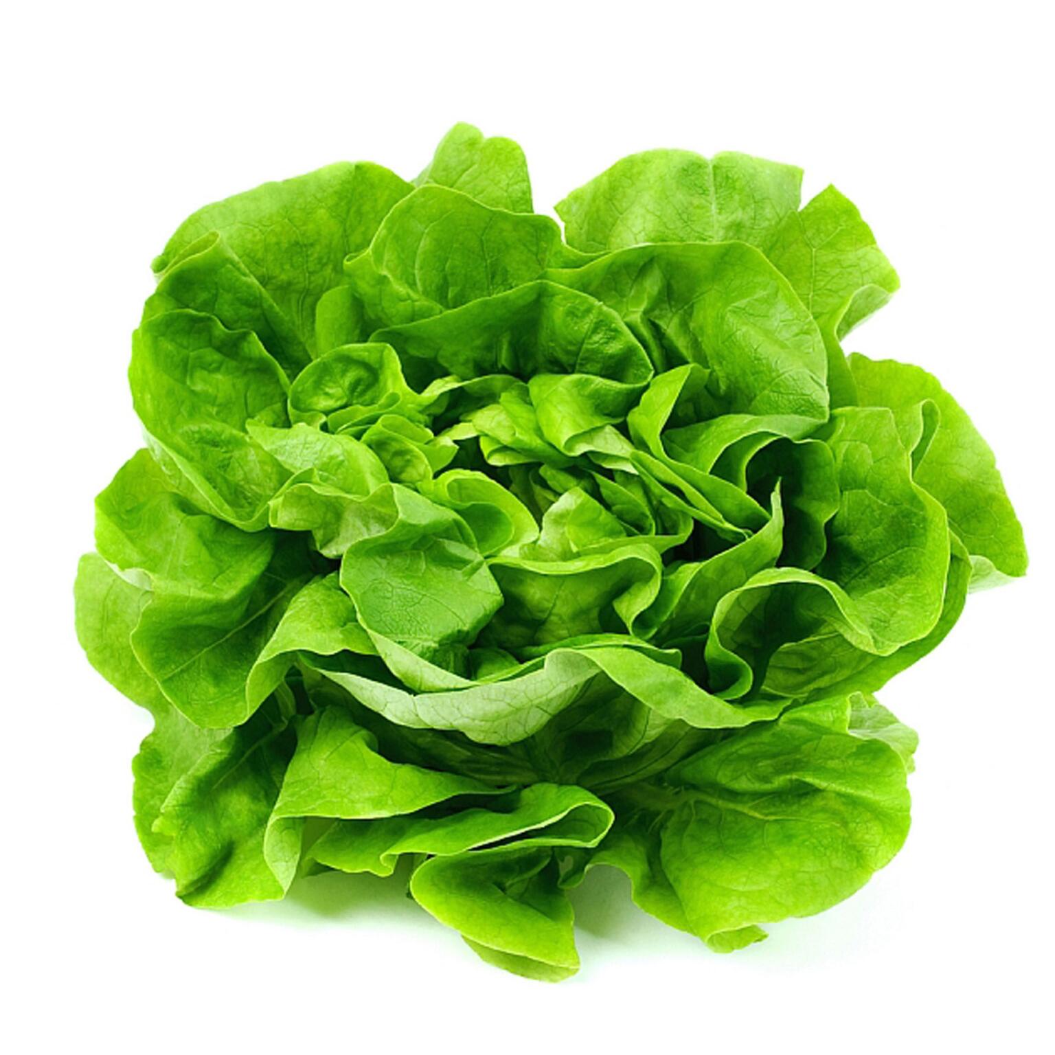 Insalata lattuga prov. Italia