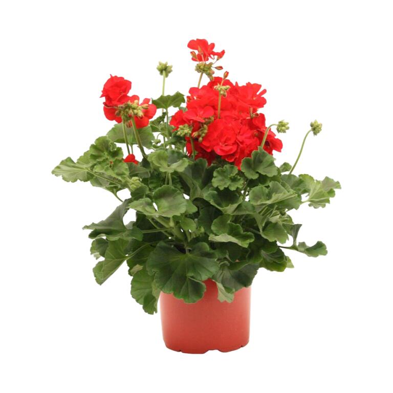 Geranio Zonale vaso diametro 14cm