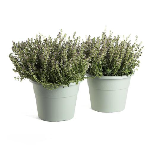 Vaso Hedera salvia 25cm