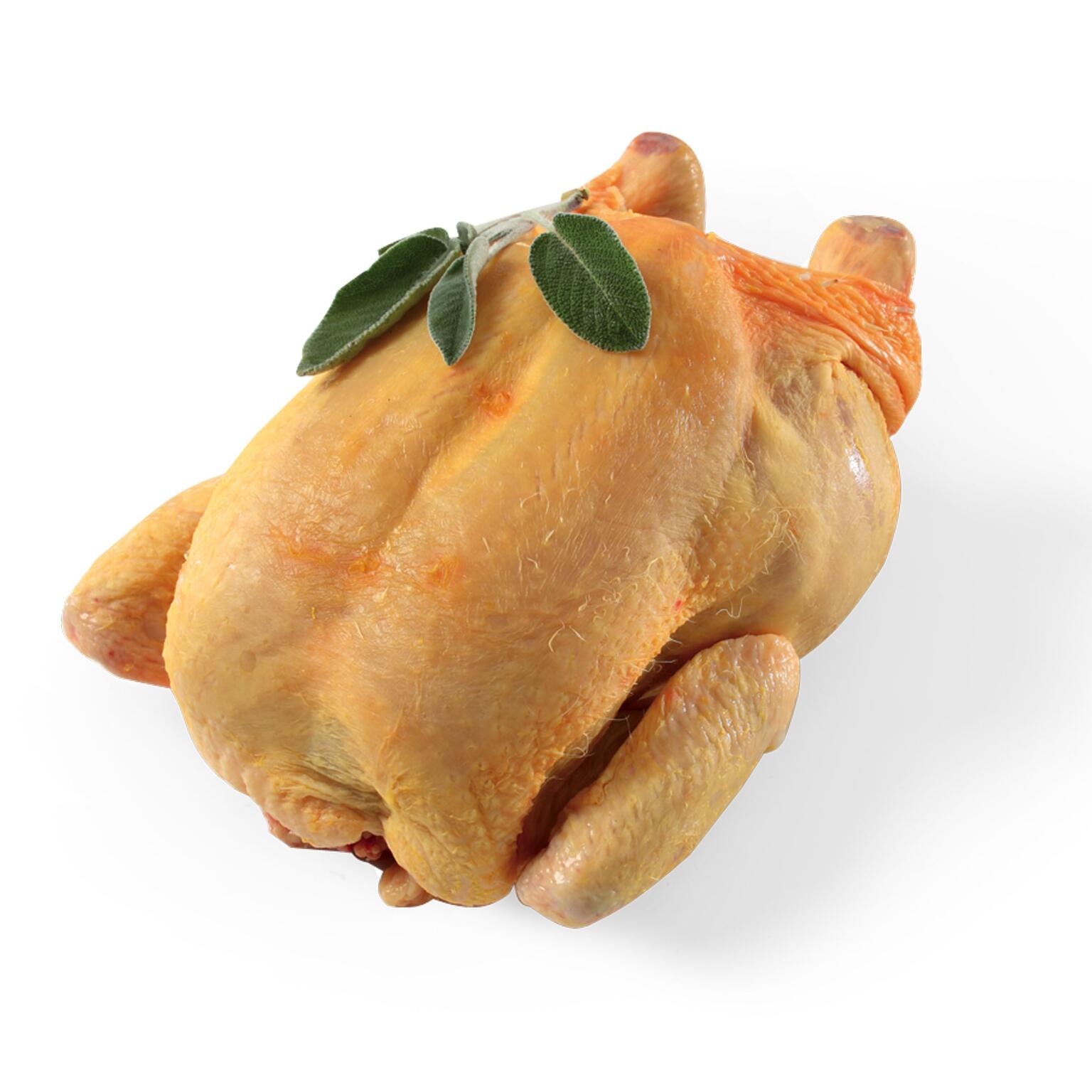 Galloncello natalizio a busto eviscerato 2,5kg+