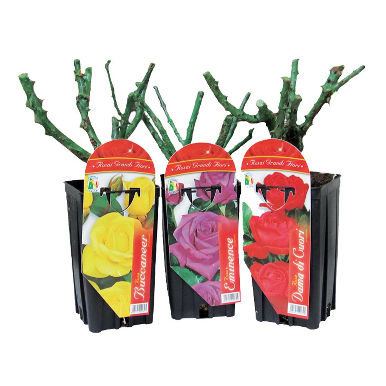 Rose in vaso varietà assortita: Bucaneer, Eminence, Dama di Cuori