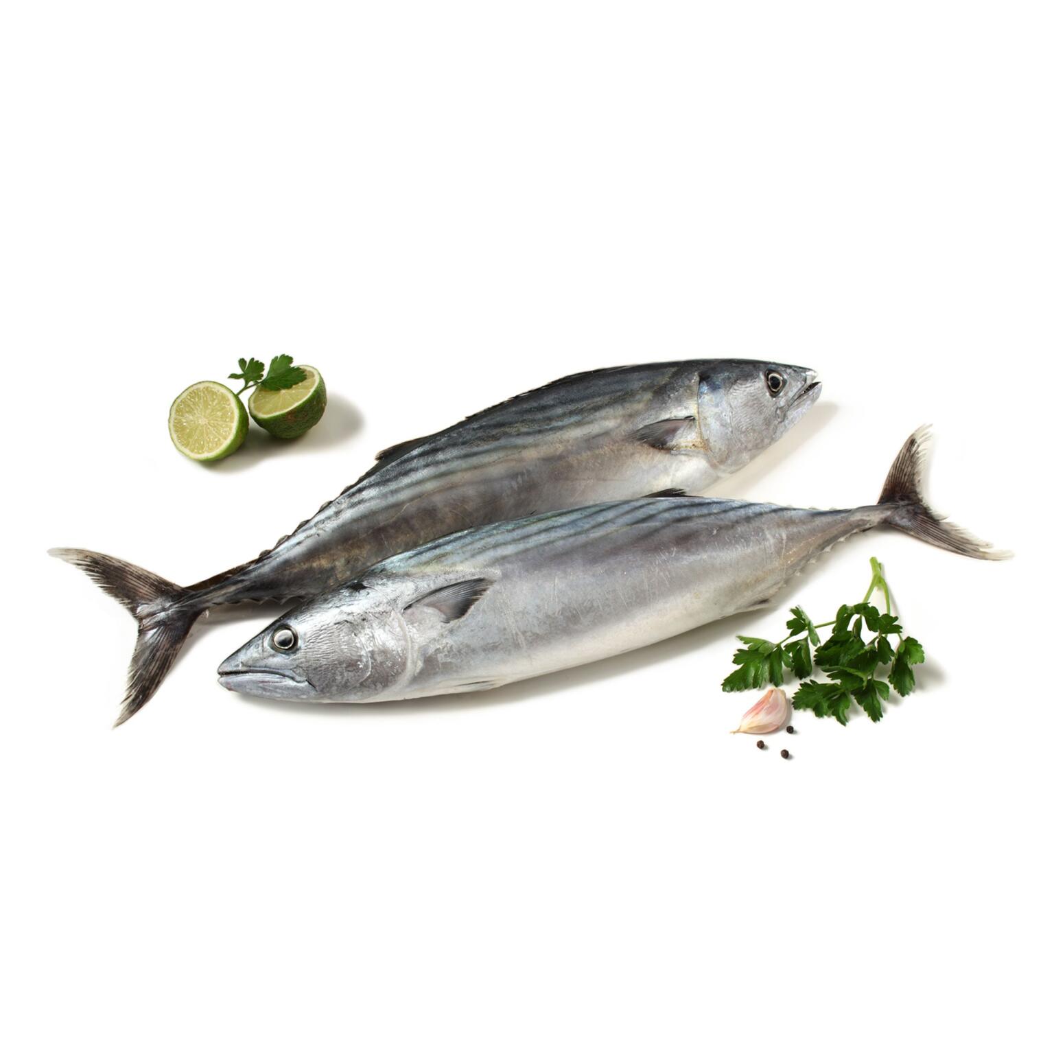 Tombarello fresco pescato