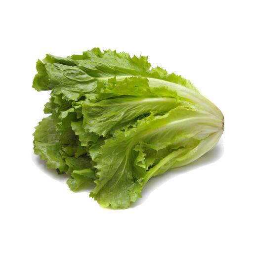 Insalata scarola confezionata