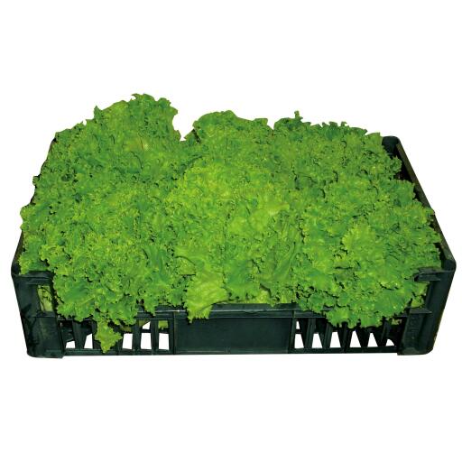 Insalata Gentile a Cassa