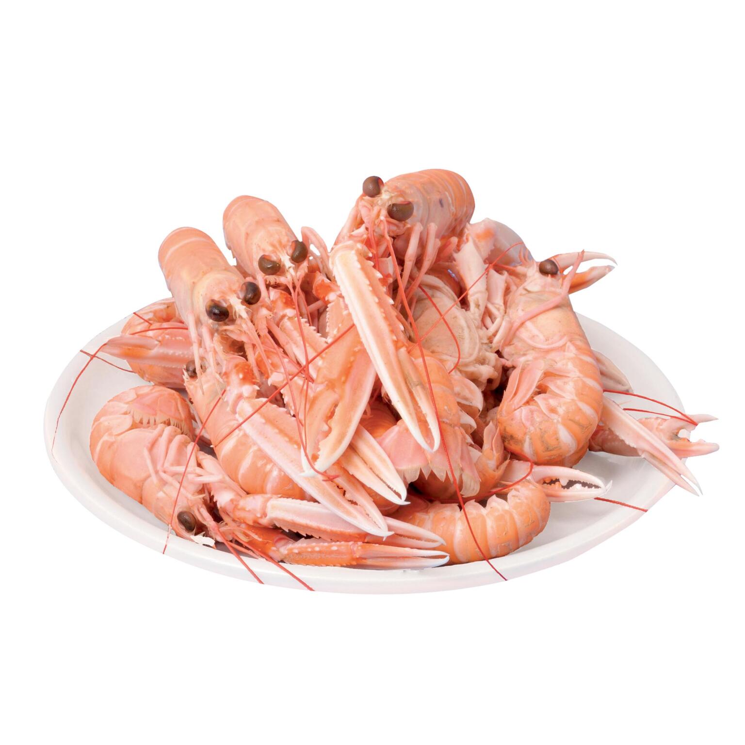 Scampi 16/20 freschi