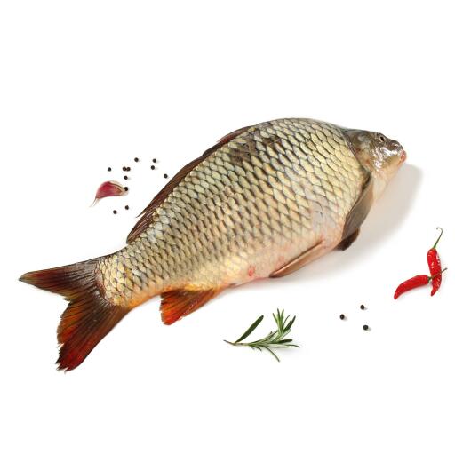 Carpa fresca pescato acque dolci Italia