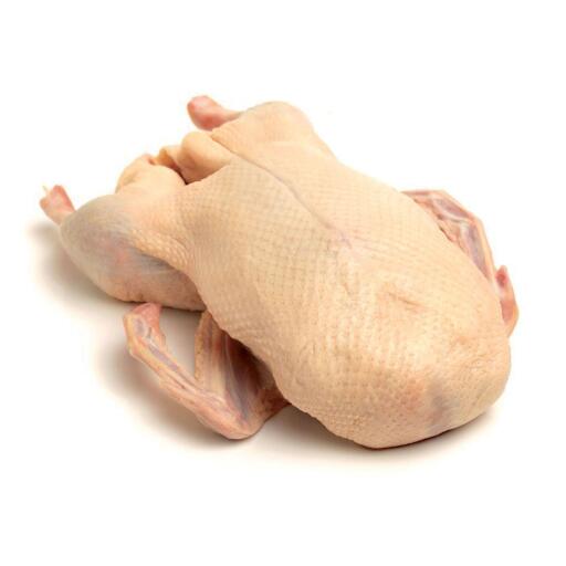 Oca piemontese con testa e zampe