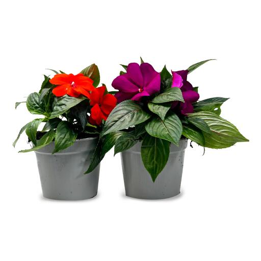 Nuova guinea diametro 14cm