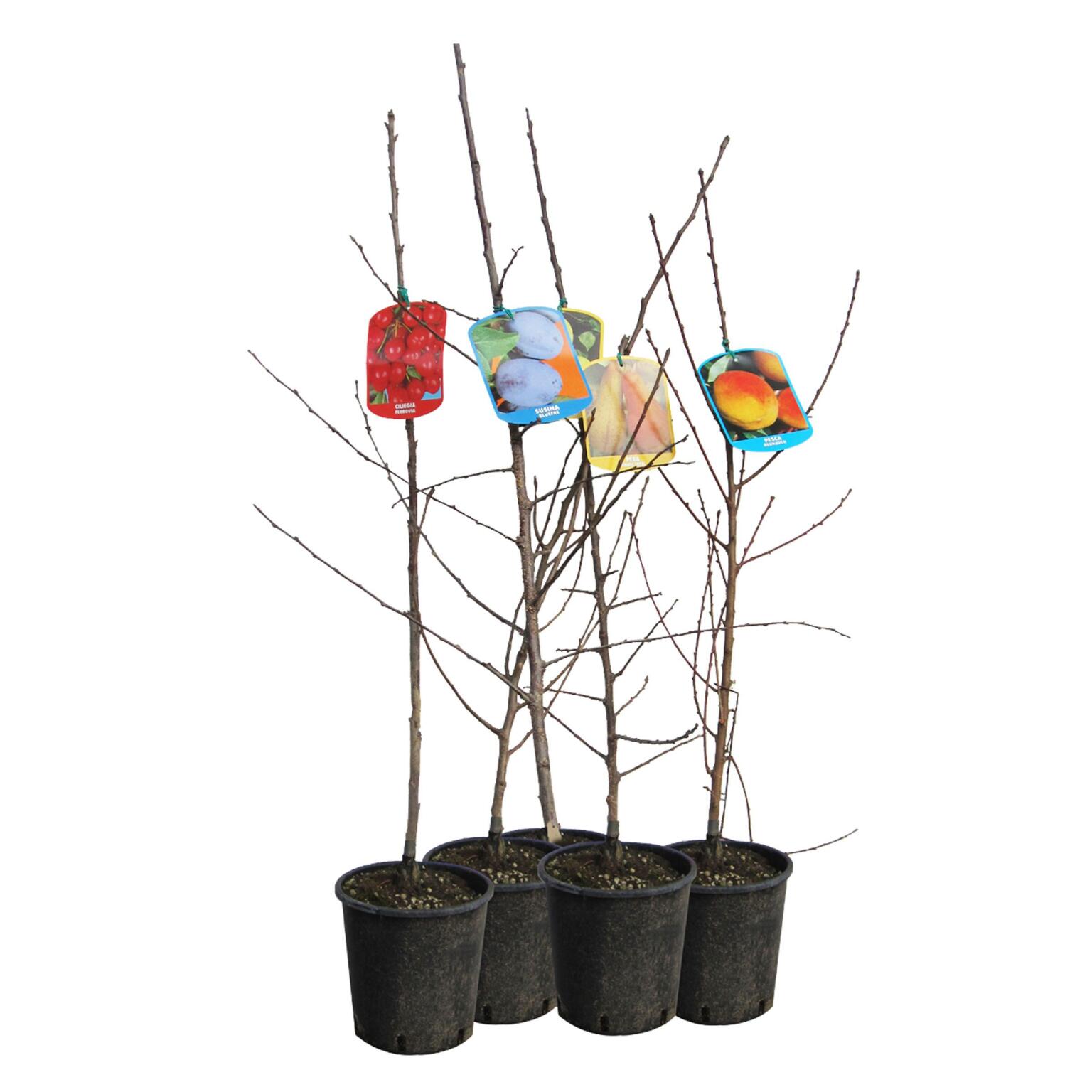 Alberi da frutto in vaso 2/3 anni varietà assortite