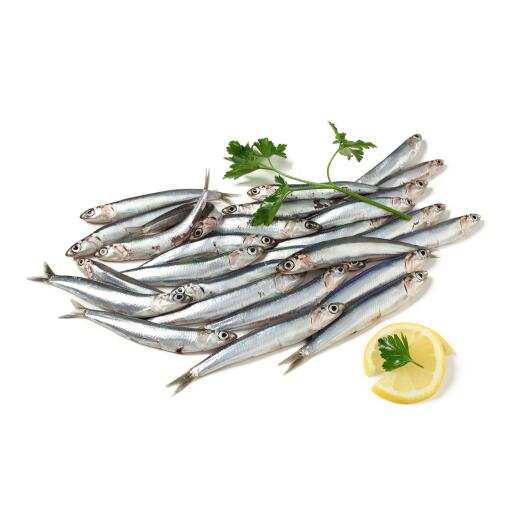 Alici fresche