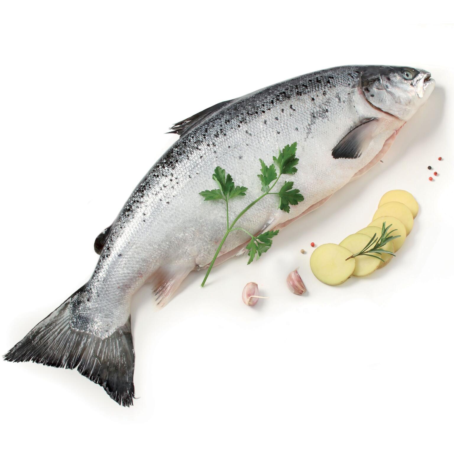 Salmone Intero fresco Norvegese 2/3 kg