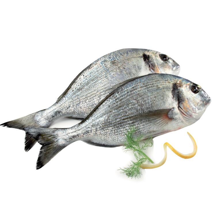 Orata 800/1000 allevato