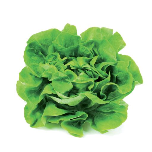 Insalata Lattuga a Cassa