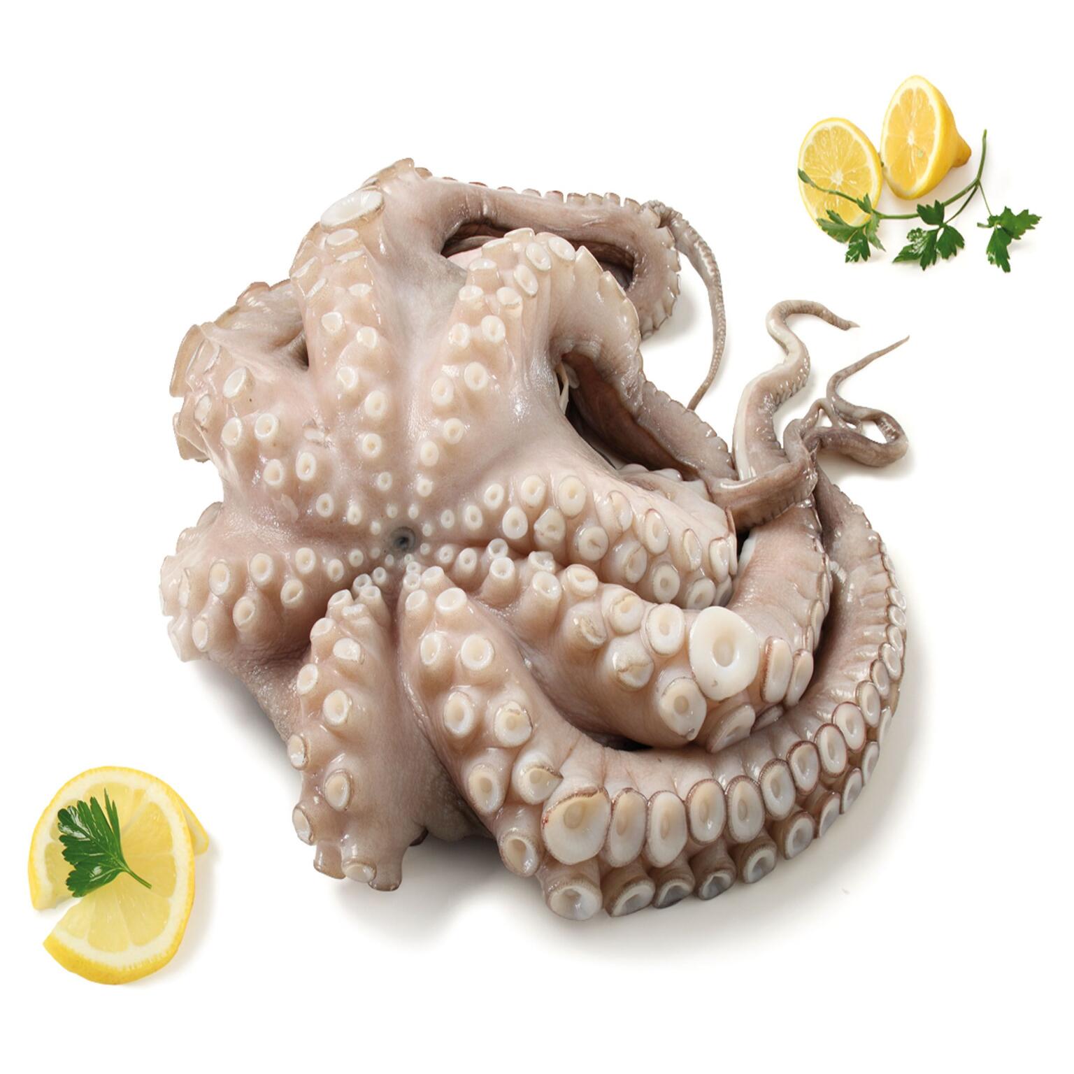 Polpo Oceano Atlantico 800/1200g pescato zona     Fao 34