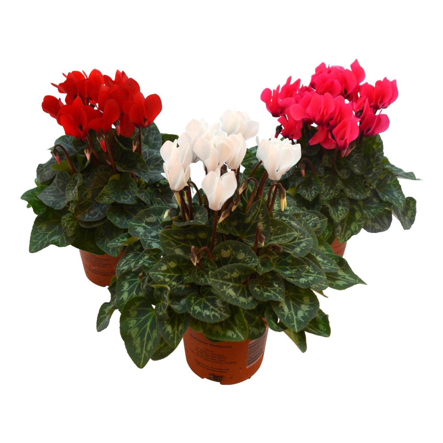 Ciclamino mini vaso diametro 10cm