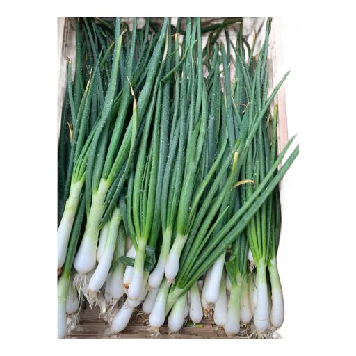 Cipollotti bianchi a cassa