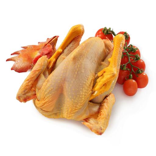 Gallo livornese novello