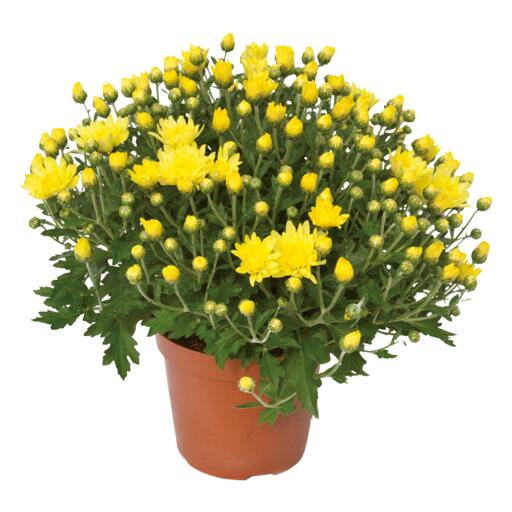 Crisantemo coreano fiore grosso 20 cm